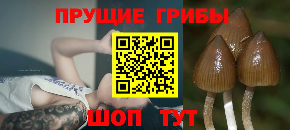 Истра  Галлюциногенные грибы ЛСД  Вход с VPN 